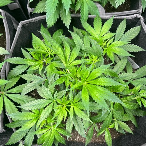BM 4 growlog timeline photo