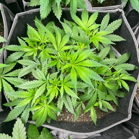 BM 4 growlog timeline photo