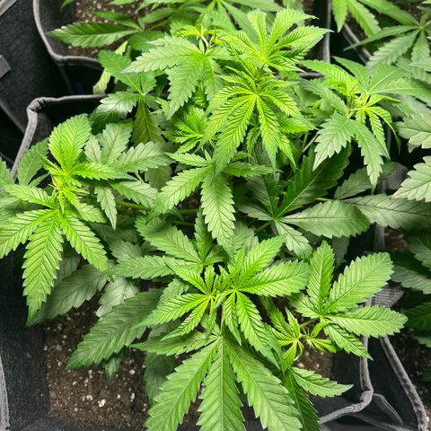 GP 2 growlog timeline photo