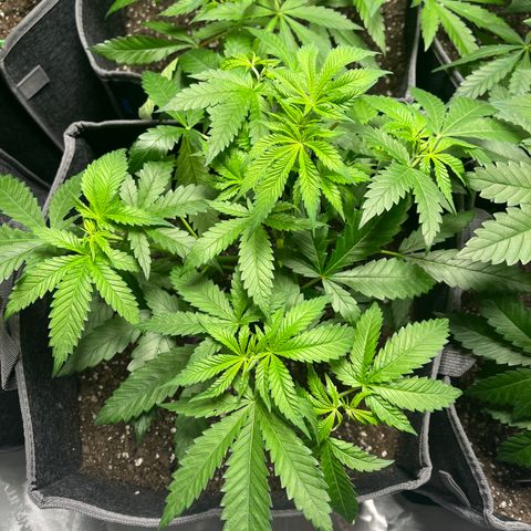 GP 2 growlog timeline photo