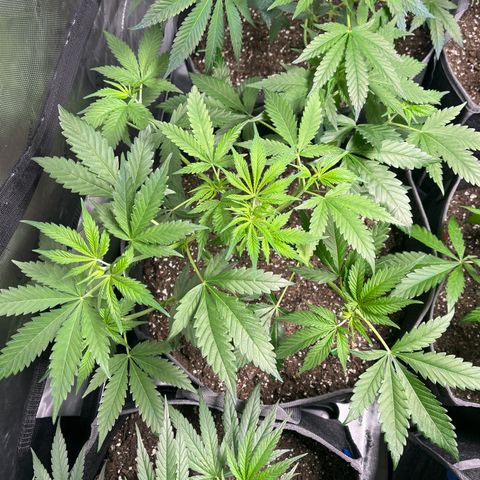 Godfather OG growlog timeline photo