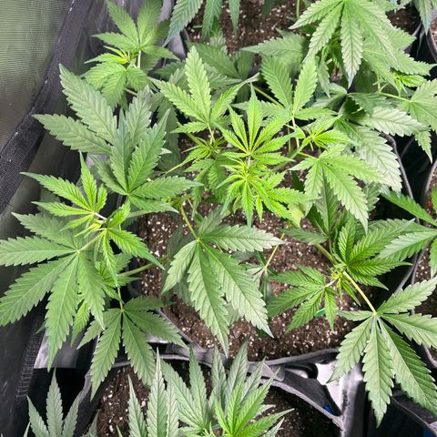 Godfather OG growlog timeline photo