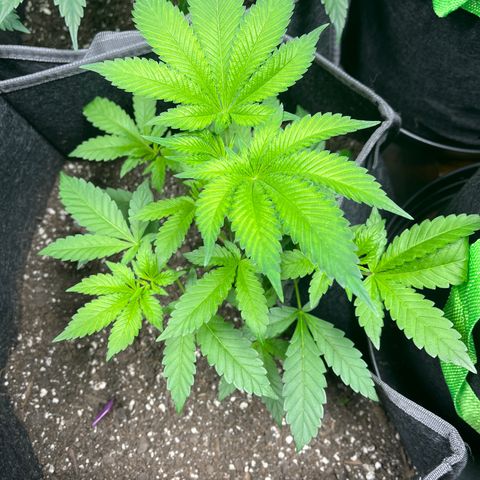 Grandaddy Purple HH growlog timeline photo