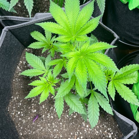 Grandaddy Purple HH growlog timeline photo