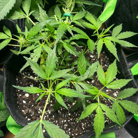 Bubbles growlog timeline photo