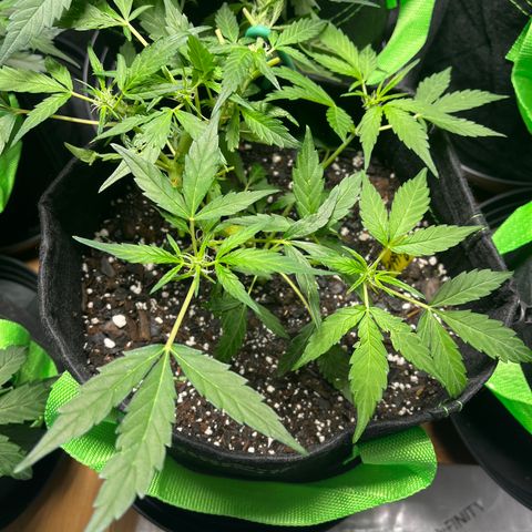 Bubbles growlog timeline photo