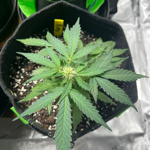 Ricky growlog timeline photo