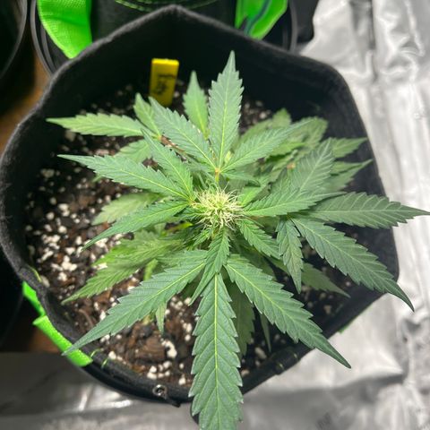 Ricky growlog timeline photo
