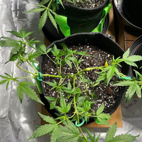 Lahey  growlog timeline photo