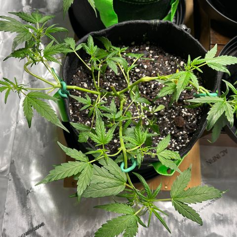 Lahey  growlog timeline photo