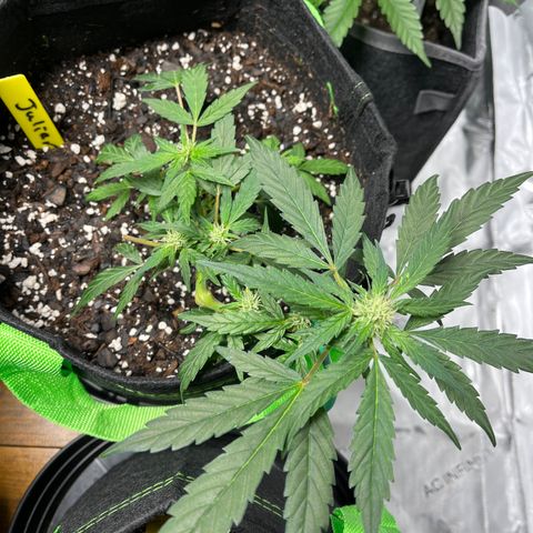 Julian growlog timeline photo