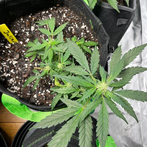 Julian growlog timeline photo