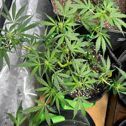 J-Roc growlog timeline photo