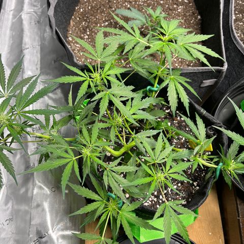 J-Roc growlog timeline photo