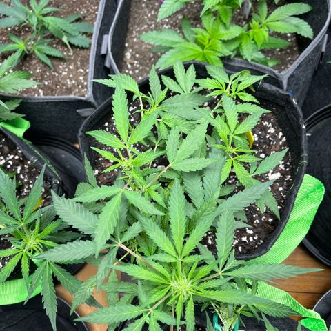 Philadelphia Collins growlog timeline photo