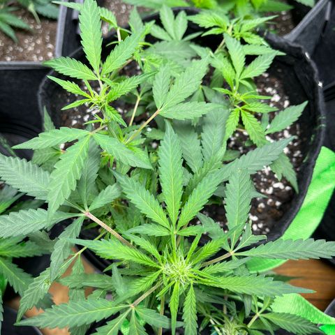 Philadelphia Collins growlog timeline photo