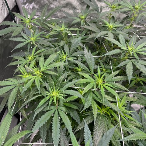 Korialstrasz growlog timeline photo