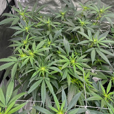 Korialstrasz growlog timeline photo