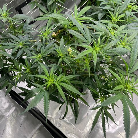 Baleflame growlog timeline photo