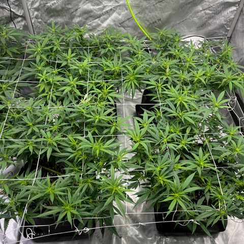 Red Dragon growlog timeline photo