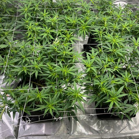 Red Dragon growlog timeline photo