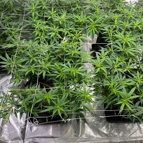 Red Dragon growlog timeline photo