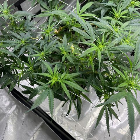 Baleflame growlog timeline photo