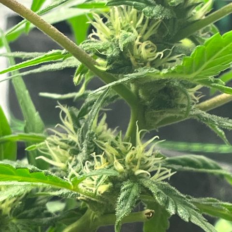 Julian growlog timeline photo