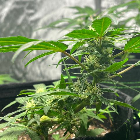 Julian growlog timeline photo