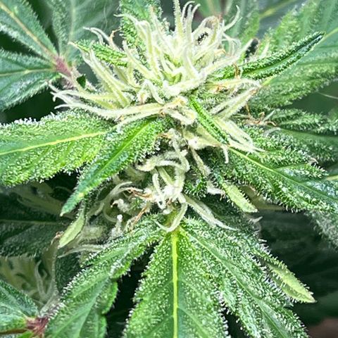 Julian growlog timeline photo