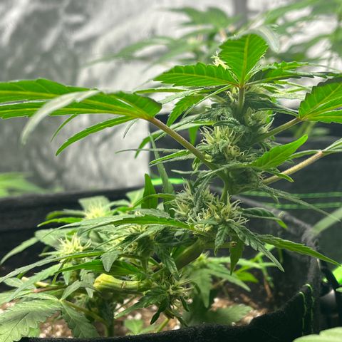 Julian growlog timeline photo