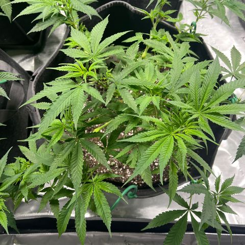 Blueberry Muffin  growlog timeline photo