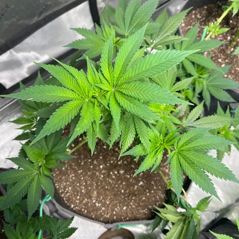 CR 2 growlog timeline photo