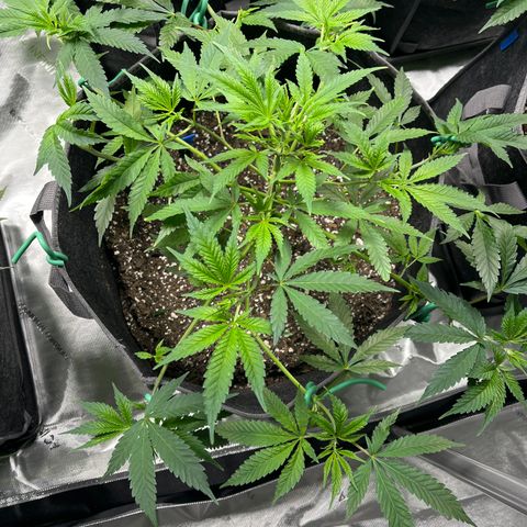BM 4 growlog timeline photo