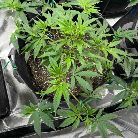 BM 4 growlog timeline photo