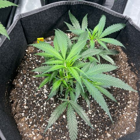 Double Dragon growlog timeline photo