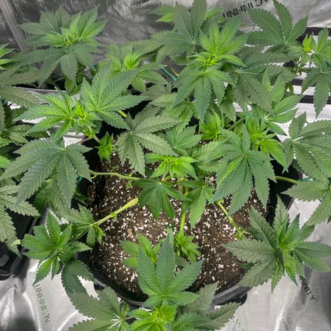 Death Star growlog timeline photo