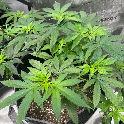 GP 2 growlog timeline photo