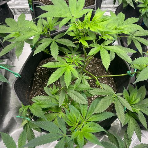 Grandaddy Purple HH growlog timeline photo