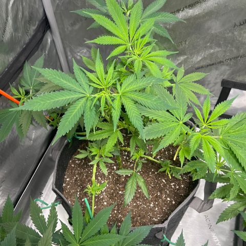 Godfather OG growlog timeline photo