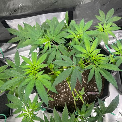 CR 2 growlog timeline photo