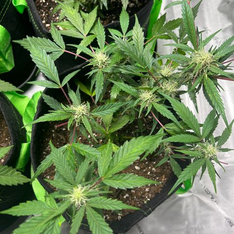 Bubbles growlog timeline photo