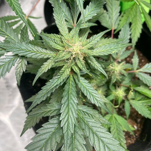 Ricky growlog timeline photo