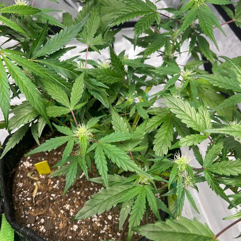 Lahey  growlog timeline photo