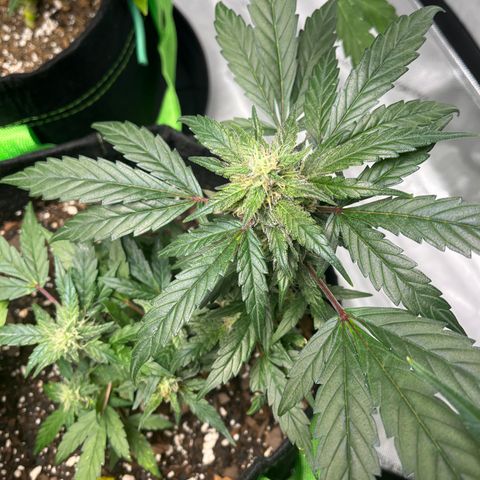 Julian growlog timeline photo