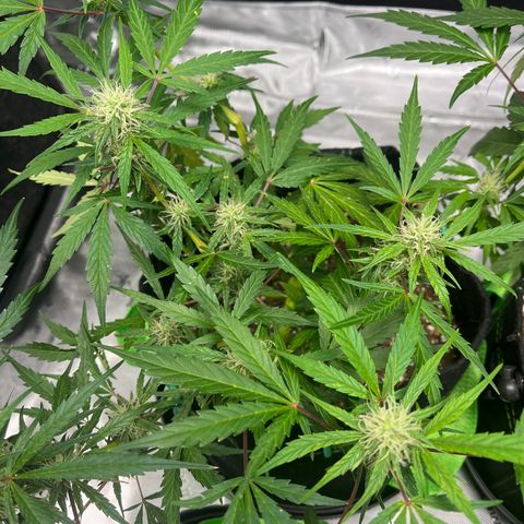 J-Roc growlog timeline photo
