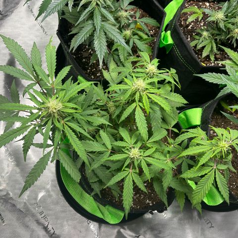 Philadelphia Collins growlog timeline photo