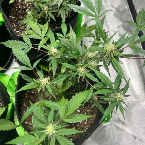 Bubbles growlog timeline photo