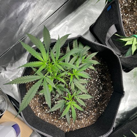 Double Dragon growlog timeline photo
