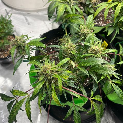 Bubbles growlog timeline photo